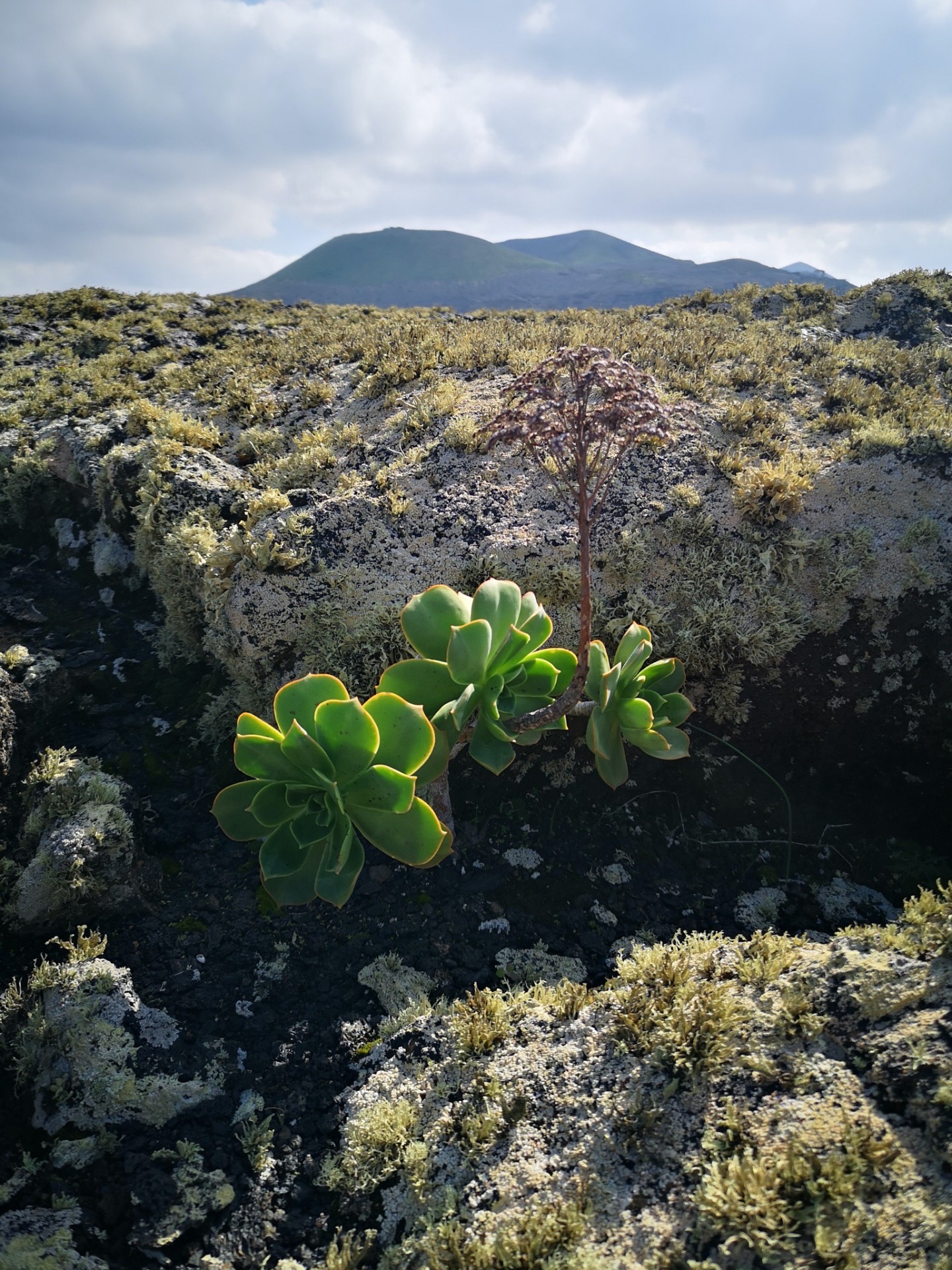 Pequeña planta autóctona creciendo sobre roca volcánica en Lanzarote